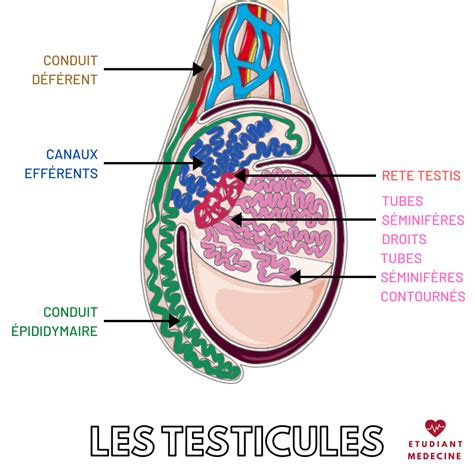 lecher testicule